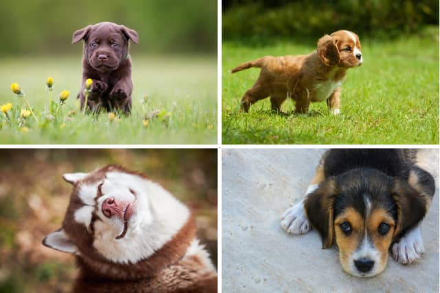 Four of the dog breeds most beloved by Millenials.