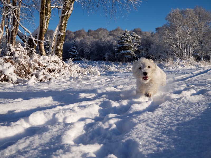 A dog enjoying the snow at Peatlands Park, Dungannon in 2010