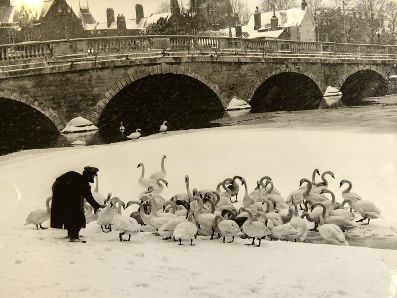 Feeding the swans beside Town Bridge, Bedford, in 1947