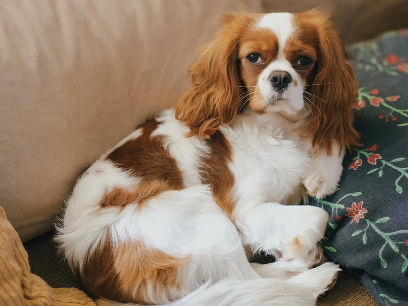 Seventh place, with a 68 per cent approval rating with Gen Xers goes to the big-eyed Cavalier King Charles Spaniel. These long-eared characters were bred to resemble King Charles II's spaniel of the English Civil War period. His supporters at that time were called Cavaliers and the two were combined to create the doggy name.