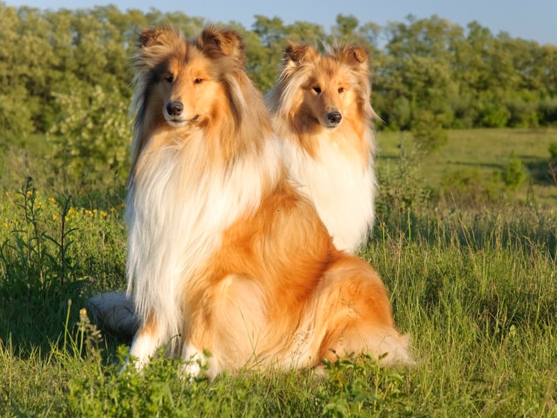 The third canine with a 73 per cent popularity rating with Generation X is the clever Collie, . They were developed in Scotland and the North of England to herd sheep. When we're talking Collies, we specifically mean Rough Collies - the type of dog that television star 'Lassie' was. What's that boy? Timmy's stuck down the well? | 