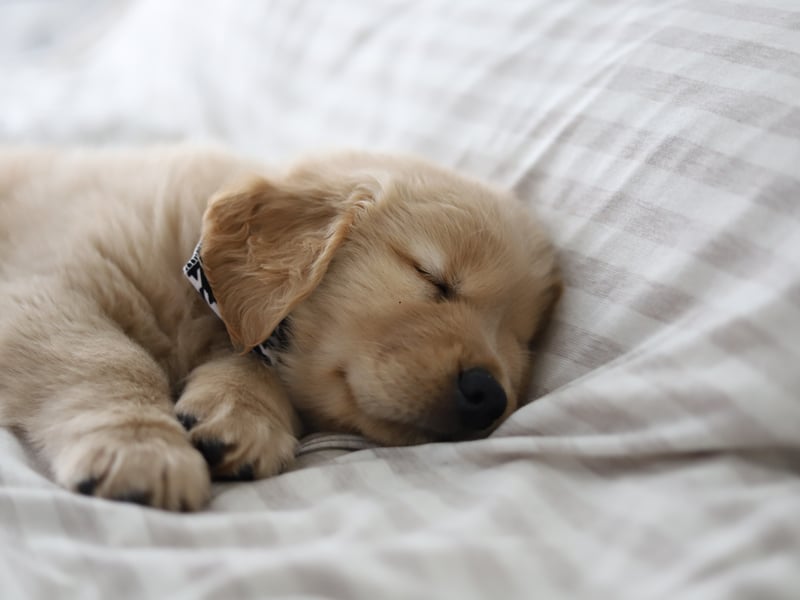 Britain's most-loved dog breed with Gen X, with a huge 78 per cent popularity rating, is the gregarious Golden Retriever. They were first bred in Scotland in the nineteenth century by Sir Dudley Marjoribanks by crossing Flat-coated Retrievers with Tweed Water Spaniels. If you have a pedigree Golden Retriever then its ancestry can be traced back to Sir Dudley's dogs!