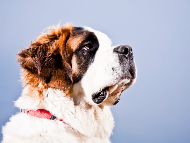Famous for taking part in Alpine mountain rescues (often portrayed with a barrel of brandy around its neck), the Saint Bernard (or St. Bernard, depending on tastes) is the classic gentle giant. It's even known as the nany dog given how gentle it is with children. It has a 69 per cent approval rating with Gen X.