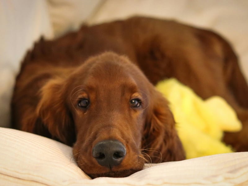 Known for their friendly and gentle temperament, it's no wonder that the Irish Setter makes the list of Generation X's favourite dog breeds - with a 62 per cent popularity rating according to YouGov polls. The gun dog was first bred in 18th century Ireland.