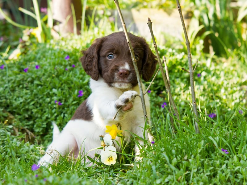 Also earning a 61 per cent approval rating from Gen X, is the English Springer Spaniel (as opposed to the slightly different Welsh Springer Spaniel). They have a near-identical lineage to the Cocker Spaniel but were bred to be slightly larger so they would be more helpful in 'springing' game birds out of hiding. They are now often used as sniffer dogs, so you don't particularly want to catch one's attention at an airport.