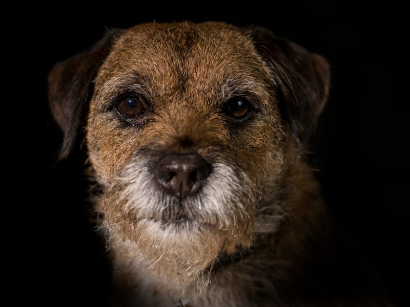 Two dog breeds share tenth spot, both getting thethumbs-up from 61 per cent of Gen X people polled. First up is the cheeky Border Terrier. They were first bred in the area around the border of Scotland and England (hence the name) and were used to hunt foxes. These days they more commonly hunt their owner's slippers.