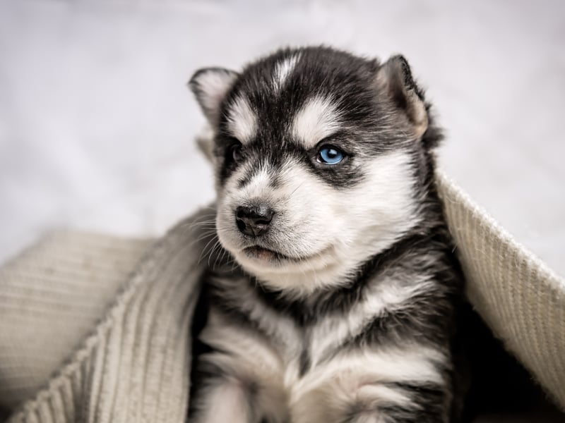 Completing Gen X's fave dog breeds, also with 60 per cent of them fans, is the indefatigable Alaskan Husky, capable of pulling sleds laden with people and supplies across miles of frozen tundra. It's worth noting though, that this is a breed that can be strong-willed so are only really suitable for experienced dog owners.