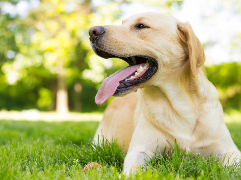 Joint econd spot, with 73 per cent of Gen Xers having a positive opinion of them, goes to the notoriously-friendly Labrador Retriever - be it black, yellow, chocolate or fox coloured. Named after the Canadian region from which it orginated, the Labrador is the world's most popular dog. Look at that furry wee face. What were the other 27 per cent thinking?