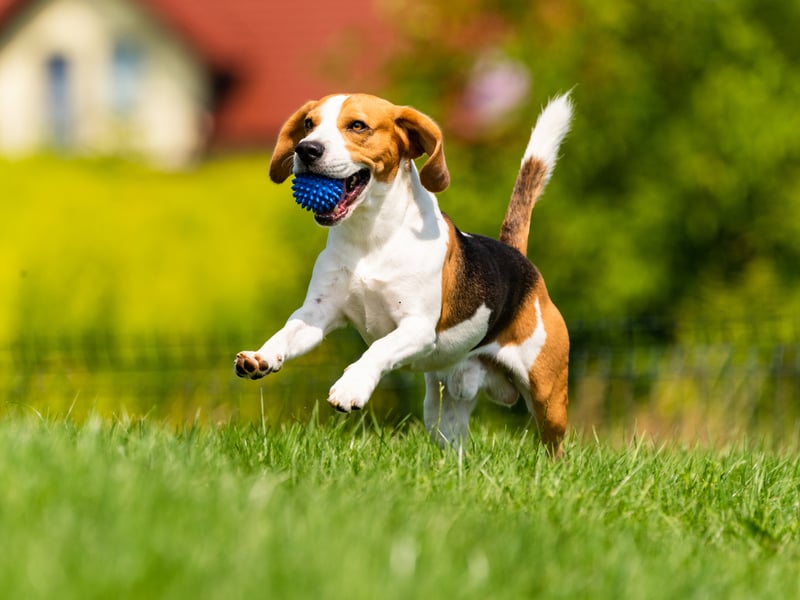 To know a Beagle is to love a Beagle - something that 60 per cent of Gen X people polled clearly understand. First bred in Britain to hunt rabbits and hares, it's not commonly kept as a beloved family pet. A talented scenthound, they can sniff out a treat at 400 yards.
