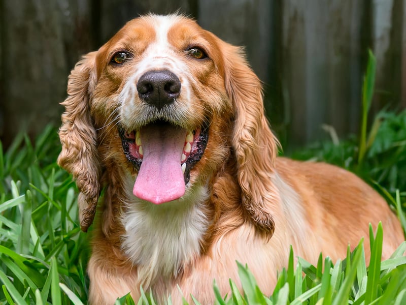 Fifth spot, according to YouGov polls, goes to the delightful Cocker Spaniel. There are actually two slightly different types - the merican Cocker Spaniel and the English Cocker Spaniel. Both were named after their invaluable assistance in hunting woodcock (a type of game bird). It earns a popularity rating of 72 per cent with Generation X.