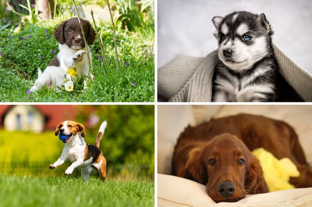 Four of the most popular dog breeds with Gen Xers.