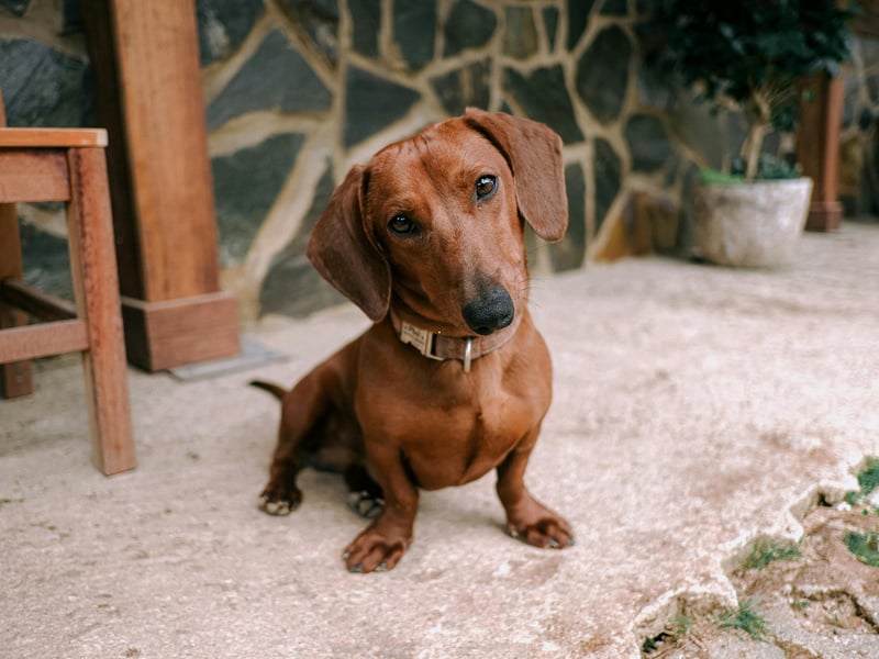 Ask any Dachshund owner and they will confess that their adored pup isn't always the easiest pet to have in the house. Sausage Dogs are notoriously badly behaved and are not averse to turning to snarls, growls and nips if they aren't getting their own way.