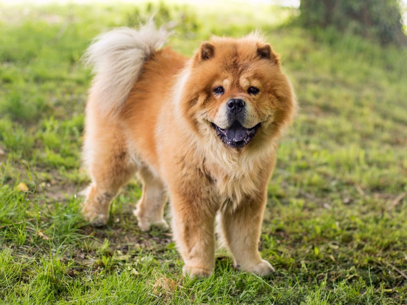 The huge Chow Chow is another dog that should only be considered by experience dog owners. It is a breed that has a dominant personality which can turn to aggression to assert that dominance.