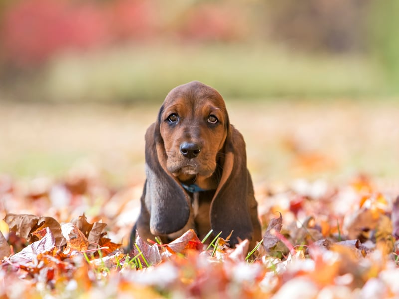 It takes serious amounts of energy to be aggressive - reserves that the notoriously lazy Basset Hound will be loath to dip into unless really needed. This also holds true for fellow scenthound extraordinaire the Bloodhound.