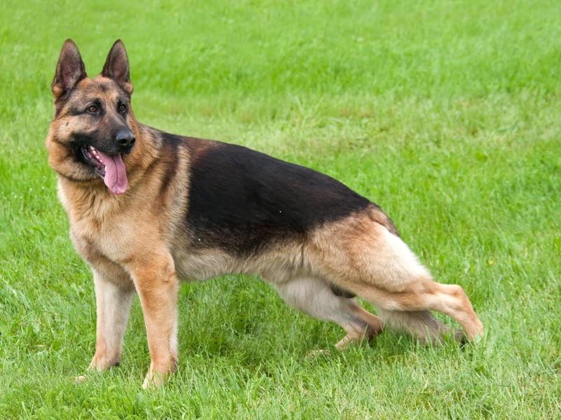 Aggression isn't always a bad thing in a dog - the German Shepherd's temperament means that it excels as a forces dog, police dog and guard dog. While it's not a dog to get on the wrong side of, if the aggression is channelled in the right way it can be a great pet that is sure to protect its beloved family.