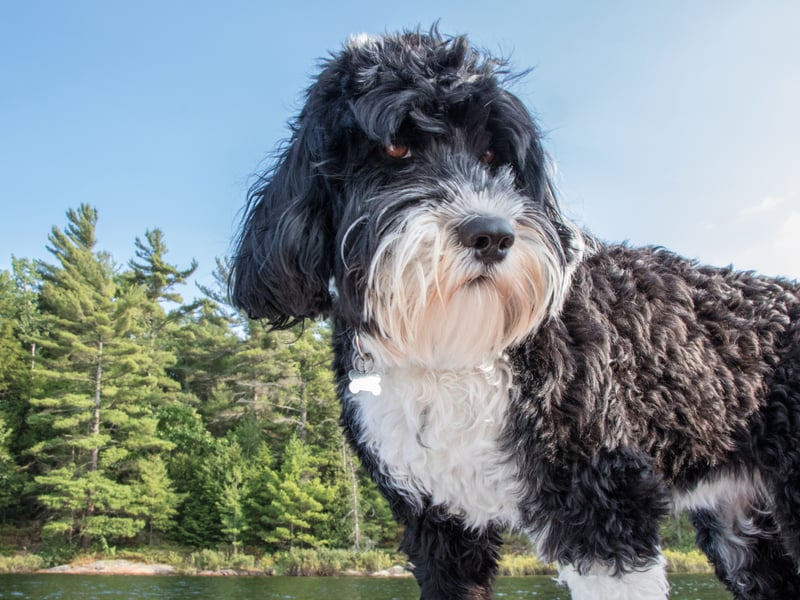 Sometimes aggression can be caused due to a lack of understanding so often the most intelligent dogs can be the least aggressive. The Portuguese Water Dog is one such bright spark that has the added bonus of being low-shedding so suitable for allergy sufferers.