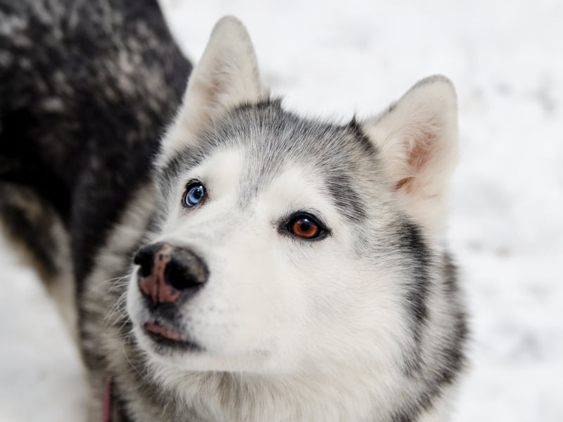 The Siberian Husky has been bred to pull sleds over miles of frozen tundra. If they aren't kept busy then their excess energy can spill over into aggression. In short, this isn't the dog for you if you don't have plenty of time to exercise them and keep them mentally stimulated.