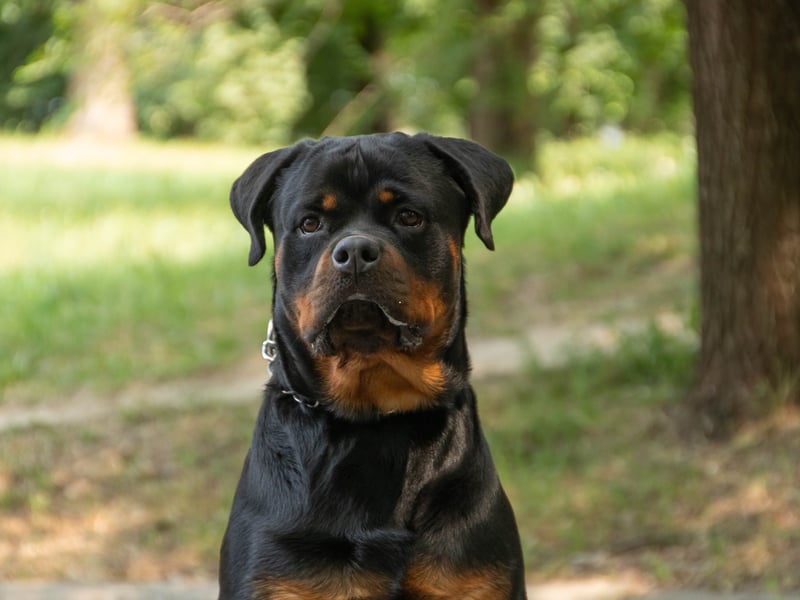 While the Rottweiler's reputation for uncontrolled aggression is slightly unfair, it is a breed of dog that has the potential to be aggressive. The dog's upbringing is key - a well-trained Rottweiler with an experienced owner can be a placid and loving dog, but this isn't a breed for novices. 