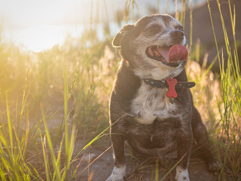 A classic example of small dog syndrome, the Chihuahua has a tiny body but a big attitude. Regular unpredictable bouts of aggression are not uncommon, meaning they are not a good choice for families with small children. 