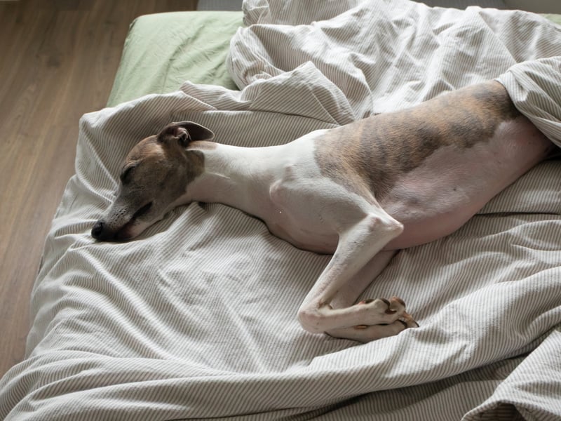 Any energy the Whippet has will be reserved for zooming around the park at high speed - with very little left for anything approaching aggression. When they are done with exercising they are equally happy snoozing on the sofa. The slightly larger Greyhound has a similarly snoozy temperament.