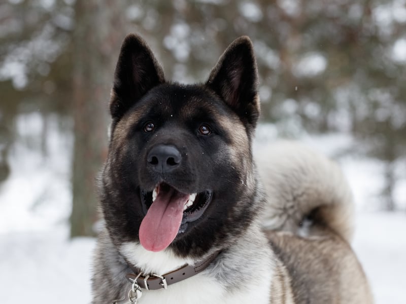 The Akita is essentially Japan's equivalent of the German Shepherd - commonly used as police and guard dogs. Again, it's important to make sure its natural aggression is put to good use.