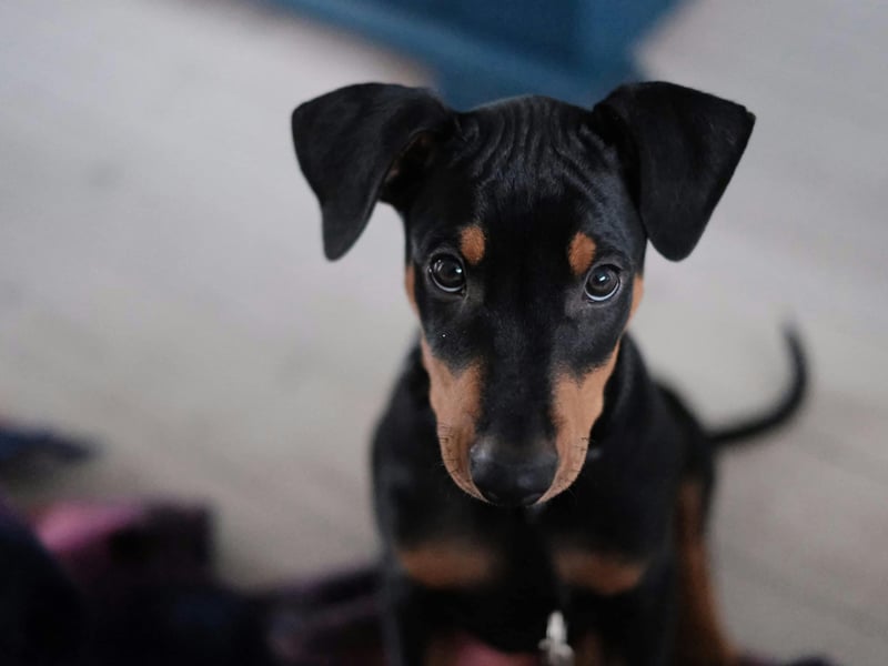 Dobermanns are usually fiercely loyal to their owners but that can also result in signs of aggression to strangers. Early socialisation is a must with this muscular breed - who make great guard dogs.