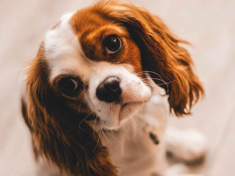 As puppies, you could be forgiven for mistaking a Cavalier King Charles Spaniels for a cuddly stuffed toy. If treated well they present about the same level of danger to humans.