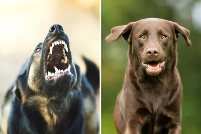 Some dogs are naturally aggressive, whereas others remain perpetually placid.