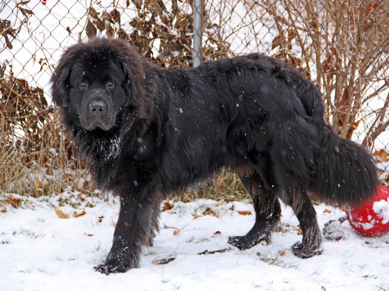 The huge Newfoundland is the very definition of a gentle giant. Their lack of aggression means that they are known as 'nanny dogs' due to their gentle nature and the fact that they get on so well with young children. 
