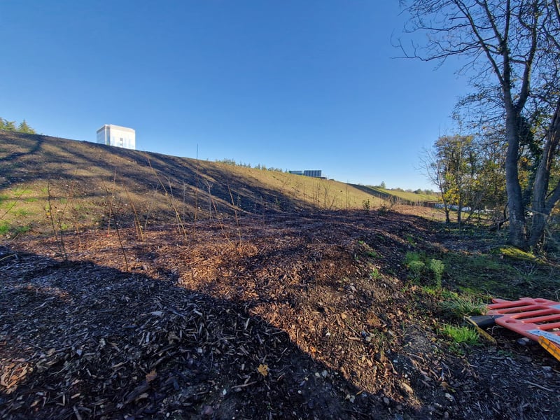 New trees have been planted alongside the embankment