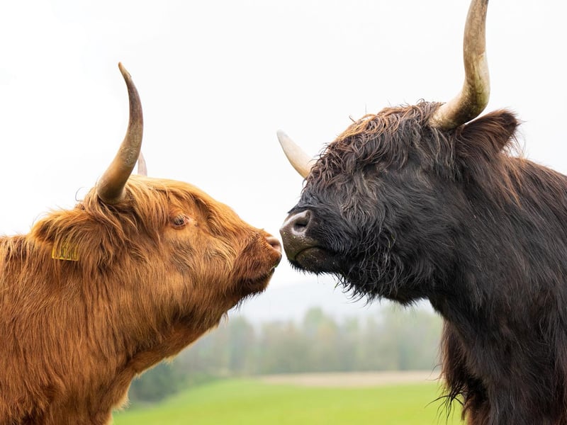 Newton Farm Holiday & Tours, near Forfar, Angus