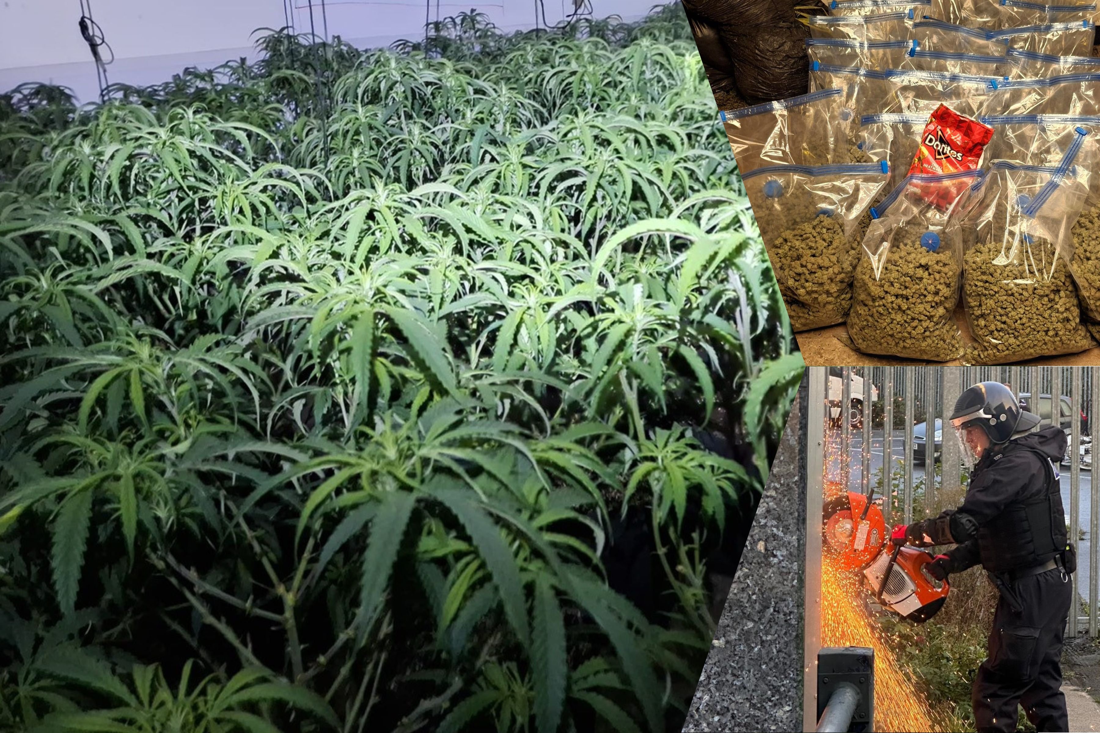 Two men arrested after police raid drug farm in disused bank