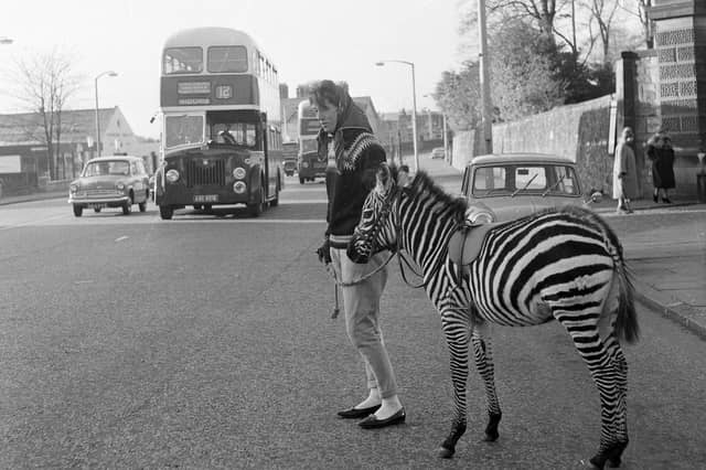 Edinburgh zoo keeper Grace Forrest walking Tot the zebra in Corstorphine in November 1964.