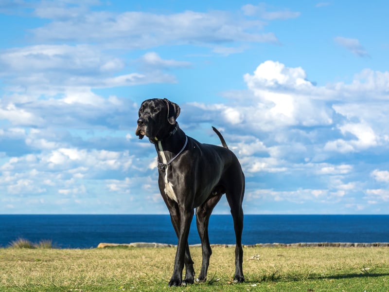A total of 58 per cent of Boomers rate the Great Dane. Along with the Irish Wolfhound, it's one of the two largest breeds of dog in the world. The German breed was originally used to hunt bears, wild boar, and deer.