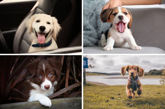 Four of the breeds of dog most popular with Baby Boomers.