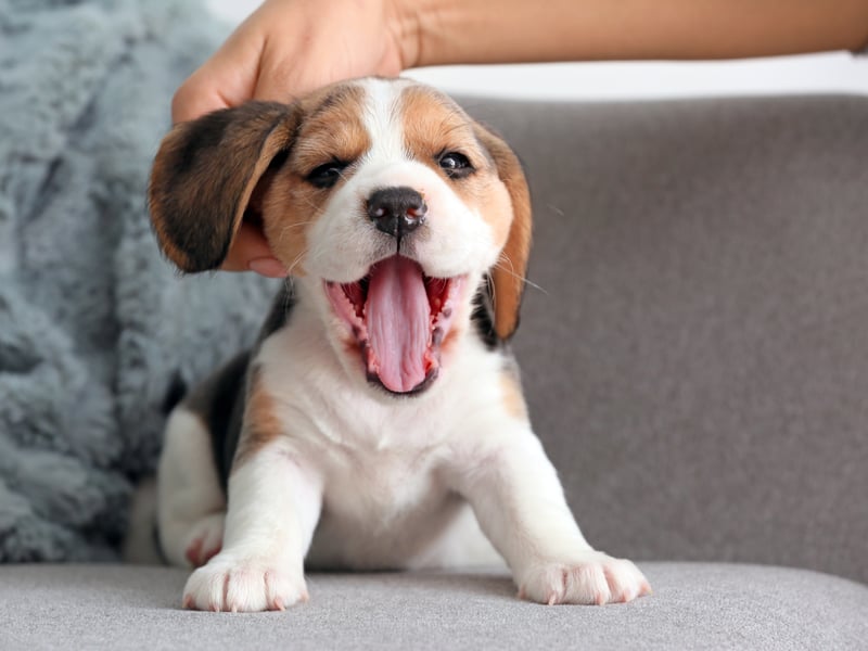 To know a Beagle is to love a Beagle - something that 58 per cent of Gen X people polled clearly understand. First bred in Britain to hunt rabbits and hares, it's not commonly kept as a beloved family pet. A talented scenthound, they can sniff out a treat at 400 yards.