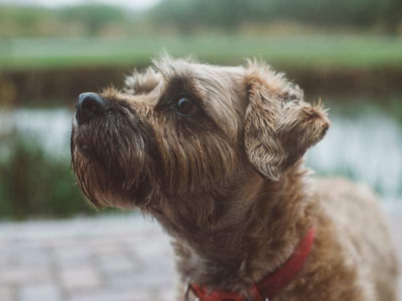 Just missingout on a top five spot in the Boomers' list of favourite dogs, with a 68 per cent approval rating, is the cheeky Border Terrier. They were first bred in the area around the border of Scotland and England (hence the name) and were used to hunt foxes. These days they more commonly hunt their owner's slippers.