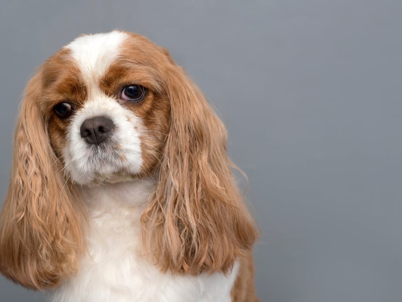 Ninth place, with a 63 per cent approval rating with Boomers goes to the big-eyed Cavalier King Charles Spaniel. These long-eared characters were bred to resemble King Charles II's spaniel of the English Civil War period. His supporters at that time were called Cavaliers and the two were combined to create the doggy name.