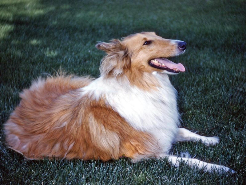 Another canine with a 77 per cent popularity rating with Boomers is the clever Collie, . They were developed in Scotland and the North of England to herd sheep. When we're talking Collies, we specifically mean Rough Collies - the type of dog that television star 'Lassie' was. What's that boy? Timmy's stuck down the well? 