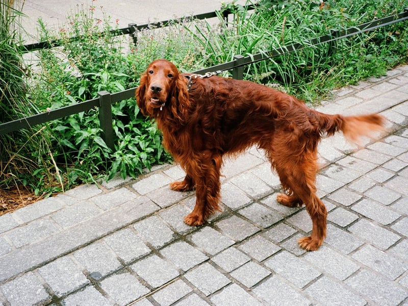 Known for their friendly and gentle temperament, it's no wonder that the Irish Setter makes the list of Baby Boomers' favourite dog breeds - with a 66 per cent popularity rating according to YouGov polls. The gun dog was first bred in 18th century Ireland.