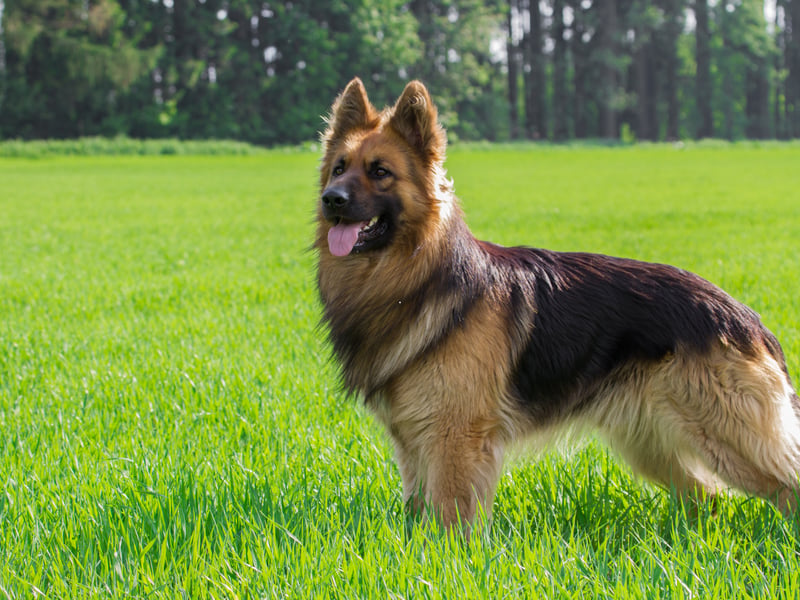 Next up, with a 60 per cent popularity rating, is the German Shepherd. Some of the 40 per cent of naysayers may well be criminals - this is a breed famously used for police work to track down wrongdoers so they are only popular with those of us who stay on the right side of the law.