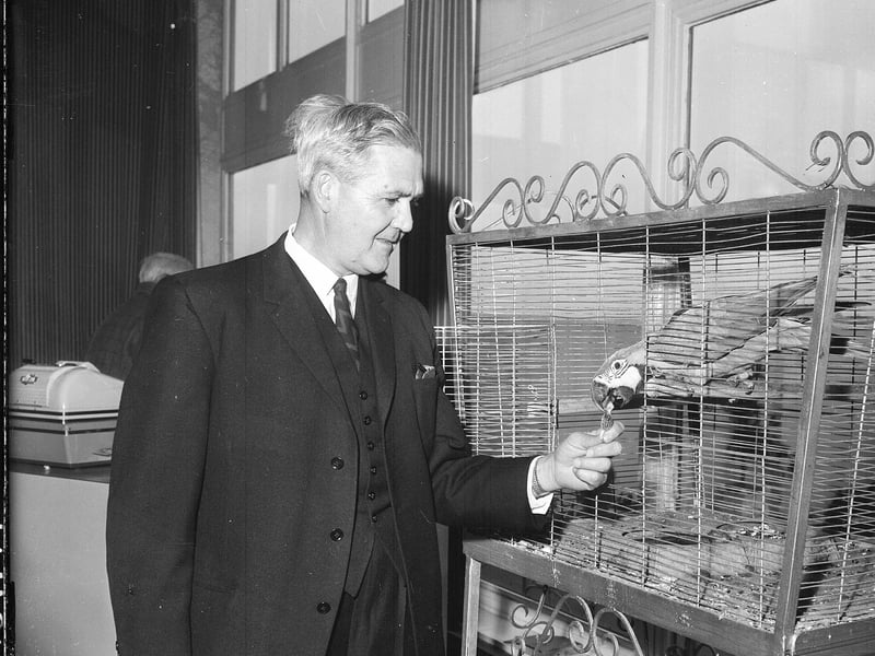 A parrot receives a sweet from Mr McCosh at Goldbergs Store, Tollcross, in October 1963.