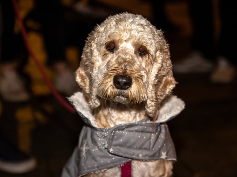 Hattie the dog in a festive coat.