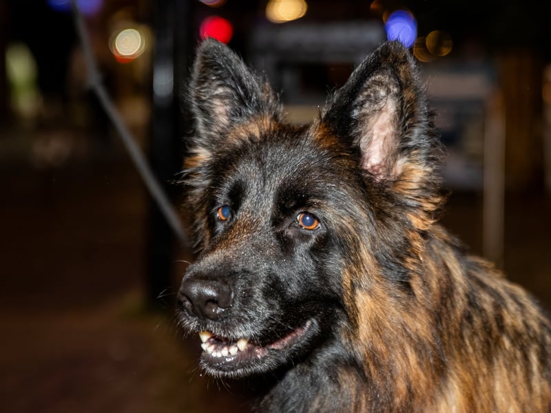 Roxy the dog enjoyed the show