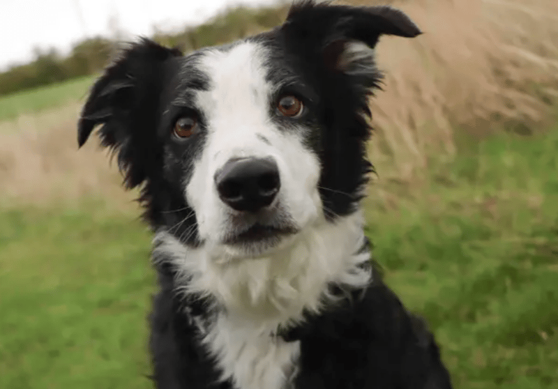 Lupin is ready to join a family who are up for keeping a clever Collie’s mind happy and stimulated. Minimal leaving hours will be ideal, a garden will be a bonus and he can live with older teens. Lupin will benefit from plenty of positive experiences with a gentle approach. Lupin will thrive with adopters who have experience with Collie breed traits.