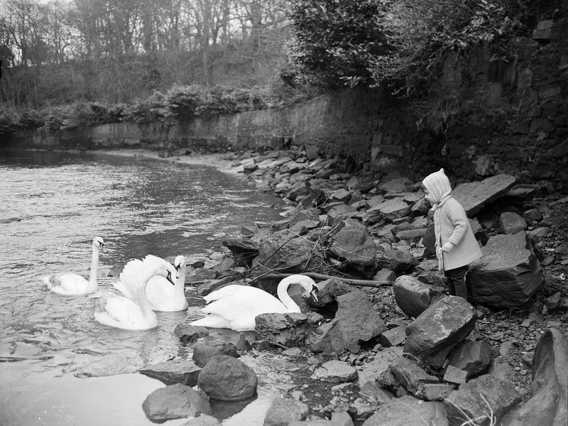 Swans at Cramond being fed by four-year-old Christine Syne in March 1962.