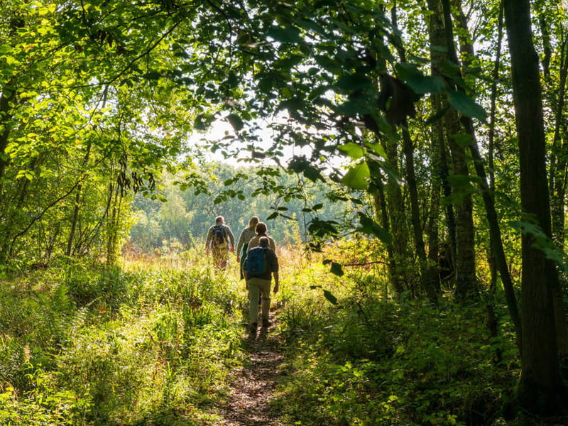 Walkers explore Gorsy Piece at Pepper Wood. Pepper Wood is an ancient and hugely valuable community woodland, home to rare plants and a rather special kind of caddisfly.