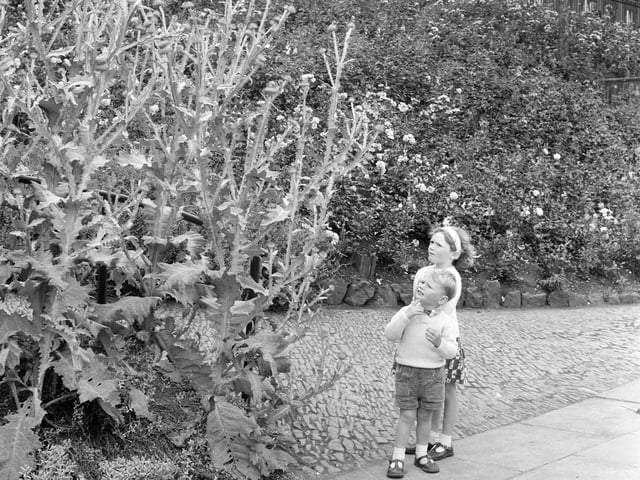 Children looking at giant ornamental thistles in Princes Street Gardens in 1965.