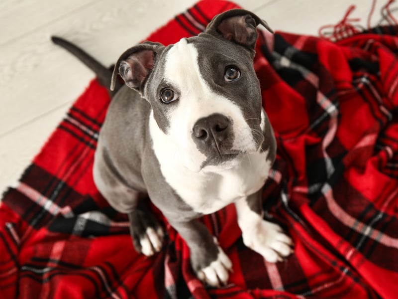 The Staffy attracts an average of 26,500 searches a month, placing it in eighth. It's names after the Black Country of Staffordshire where it was first bred.