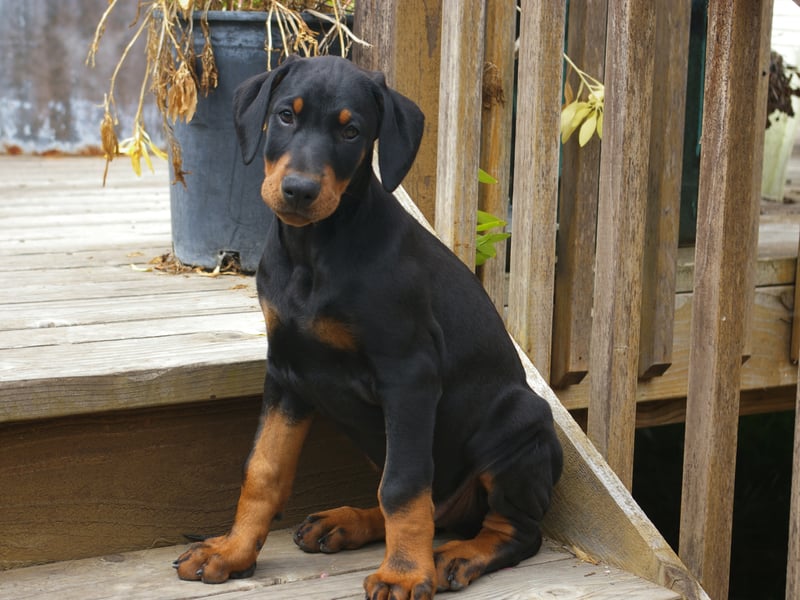 With 22,170 monthly searches, the Doberman comes in ninth when it comes to most-wanted pets at Christmas. These fiercely loyal dogs are equally perfect as guard dogs or companion dogs.